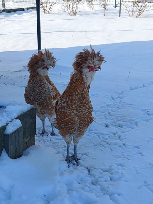 Kogutki czubatka wielbłądzia