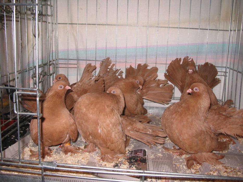 Rostowskie  Zolte   z  2025 roku