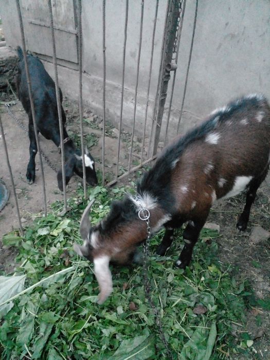 Продам кози Англо-Н