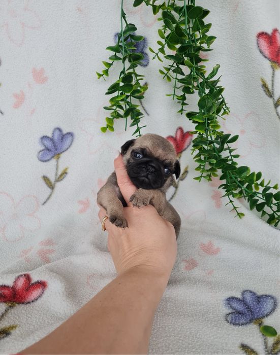 Estupendo menino Pug Carlin Beje de Qualidade