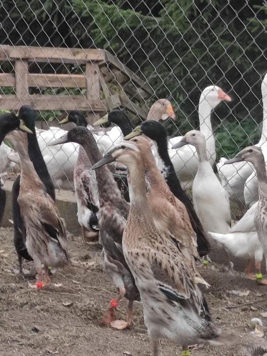 Sprzedam jaja legowe kaczki biegus indyjski