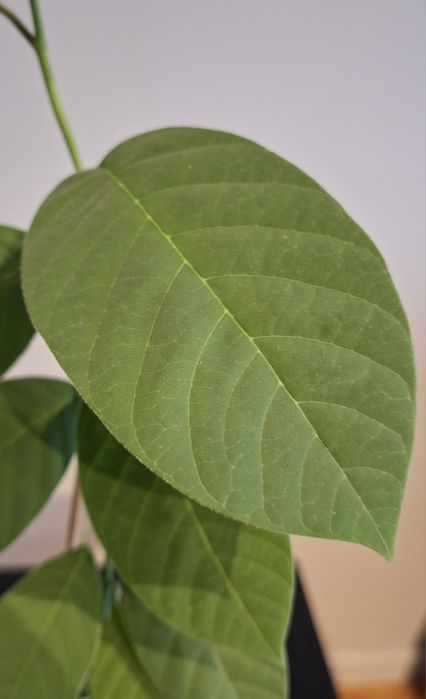 Cherimoya, flaszowiec peruwiański, budyniowiec, rośliny 7 miesieczne