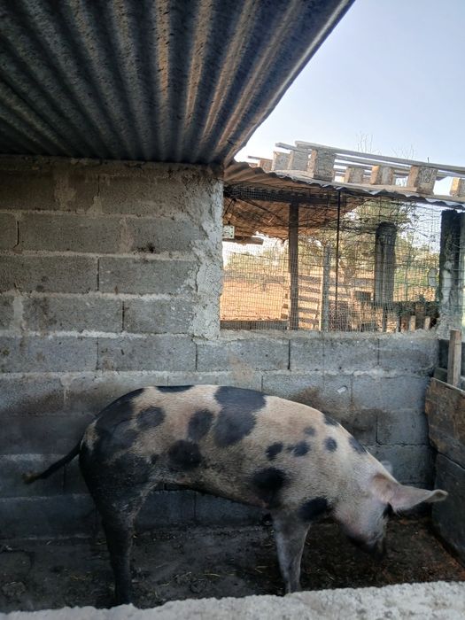Porco duroc venda