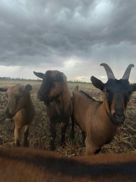 продам коз альпийских