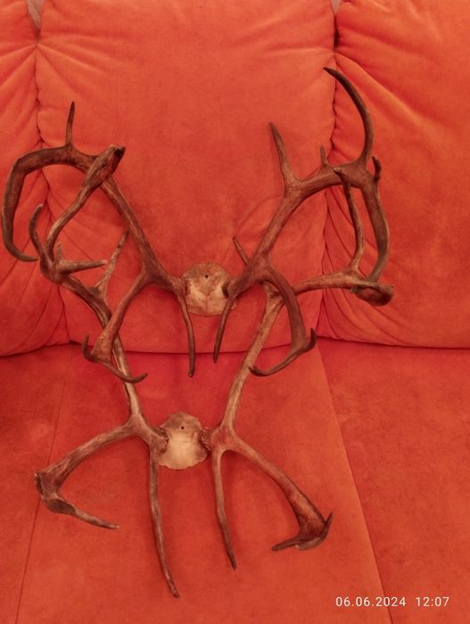 Рога северного оленя