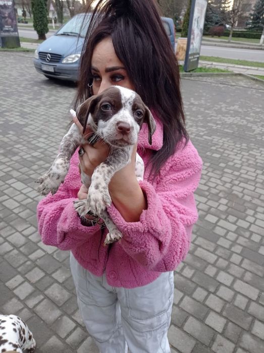 Цуценята породи долматина недорого дівчинка