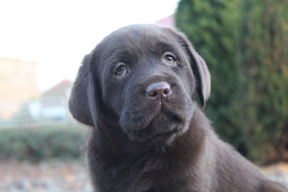 Szczeniak Labrador Retriever ZAREZERWOWANY