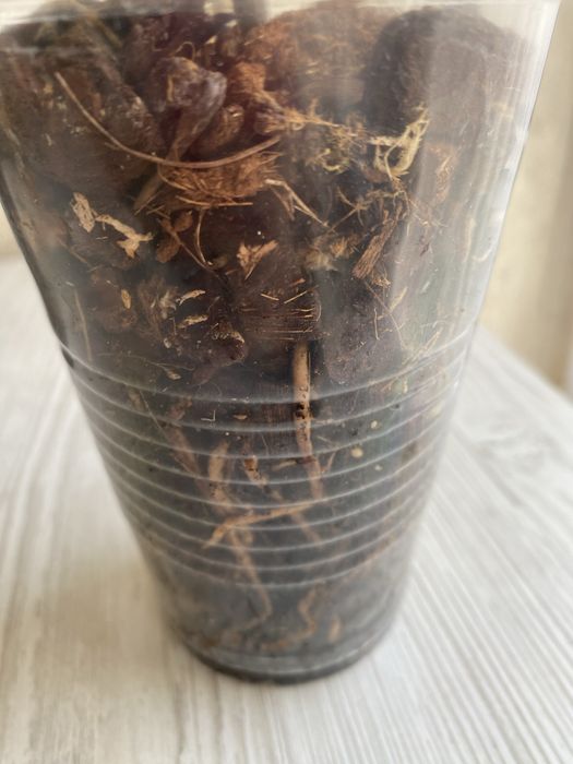 Дендробіум Беррі Ода, кімнатна рослина