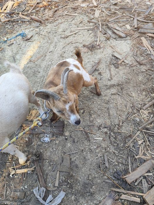 Cabras micro anãs