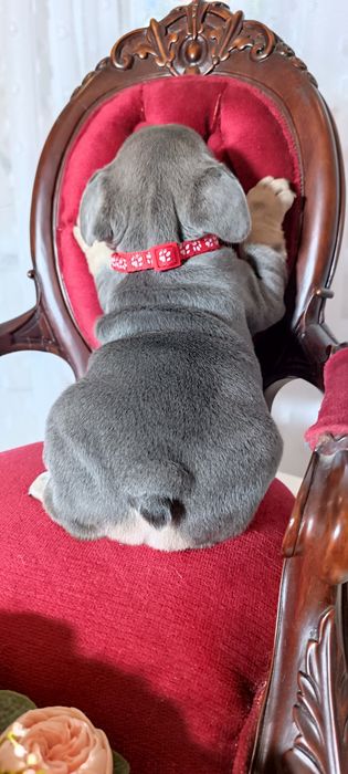 цуценята французького