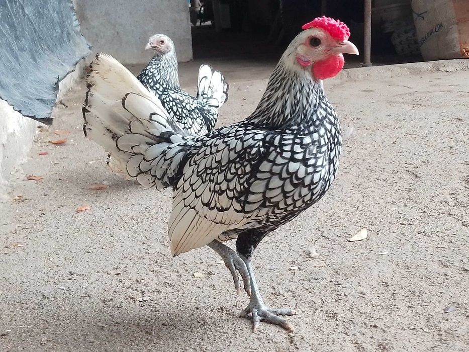 Casal sebright prata