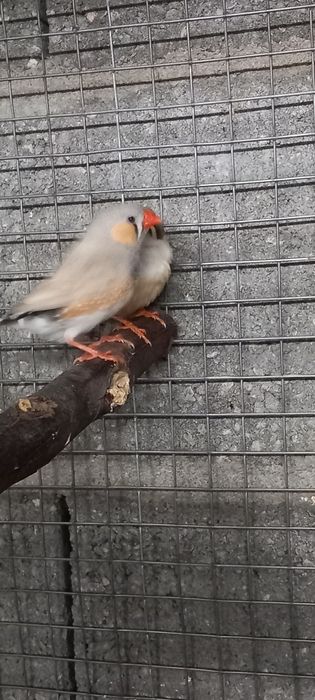 Manderins/rolas diamante