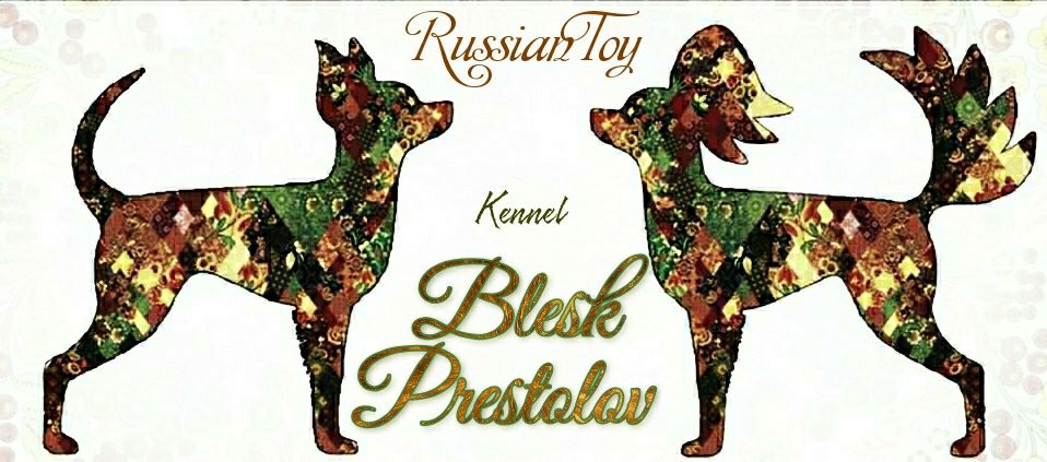 Питомник. Щенки Русского Длинношерстного Тоя.