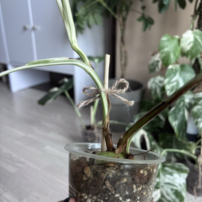 Монстера Albo Variegata