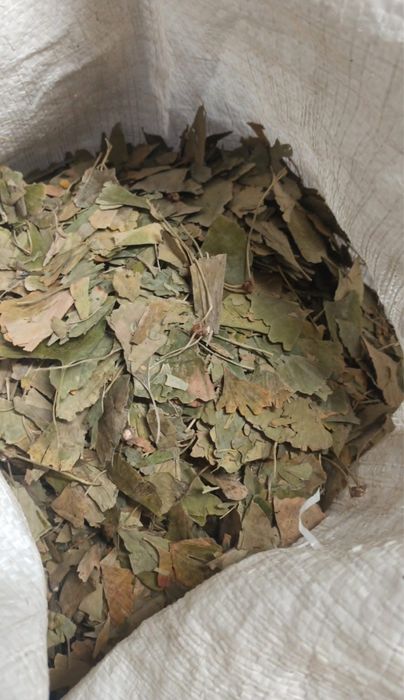 Гінкго білоба лист