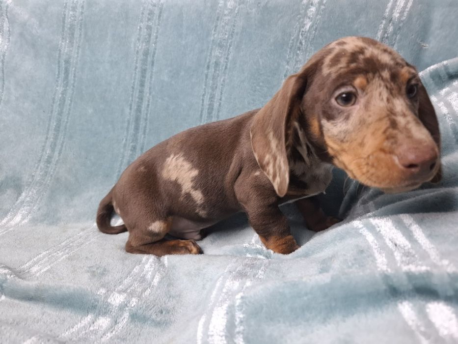 jamnik miniaturowy piesek merlle choco