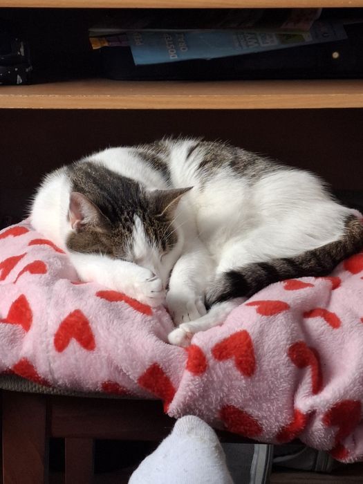 Oddam kotkę za darmo