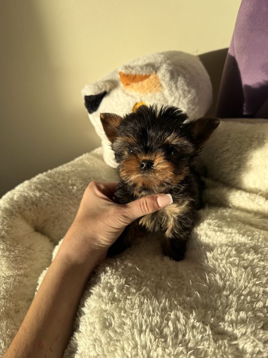 Красиві міні йорки