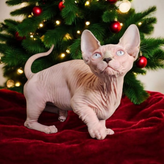 Експериментальні породи кошенят