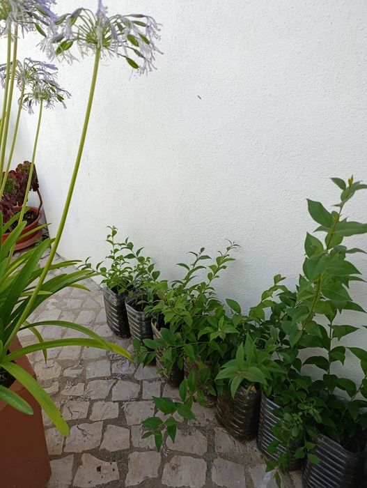 Lote 20 arbustos vedação Ligustrum japonicum
