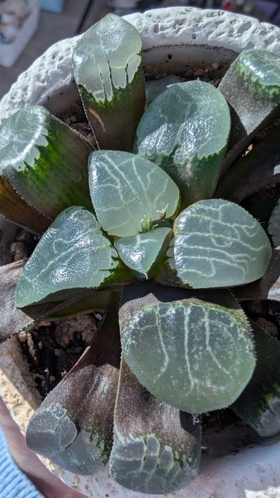 Красива Хавортія обтуза в кашпо у формі голови, скоро зацвіте