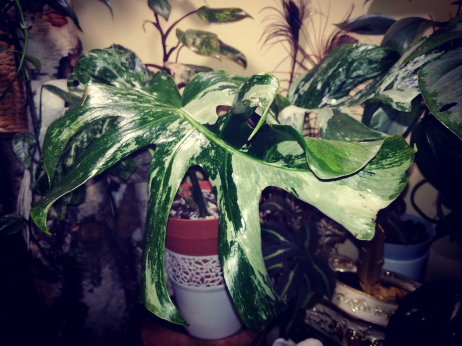 Monstera Typ Oceana Variegata NoID wielka RZADKOŚĆ Philodendron Albo