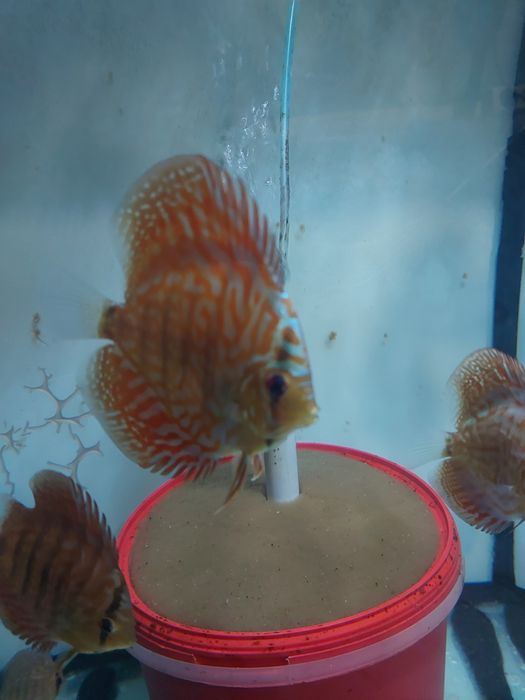 Продаж дискусів.Власного розведення,на міні розводні ДИСКУС-ІФ.