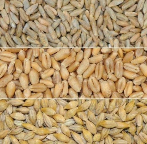 Продається пшениця ячмінь та жито