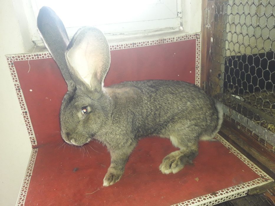 Кролі фландр різен