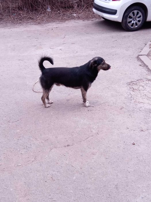 Мухтар, маленька порода