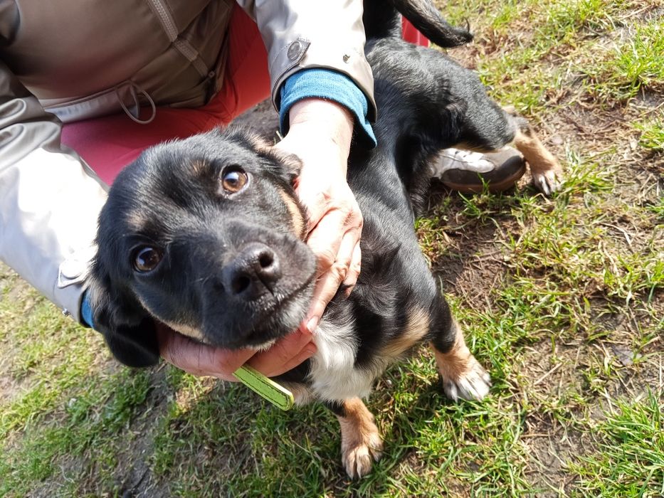 Dodam pieska w  dobre ręce