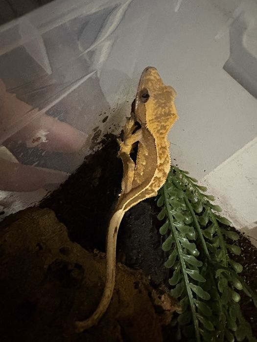 Gekon orzesiony + wyprawka