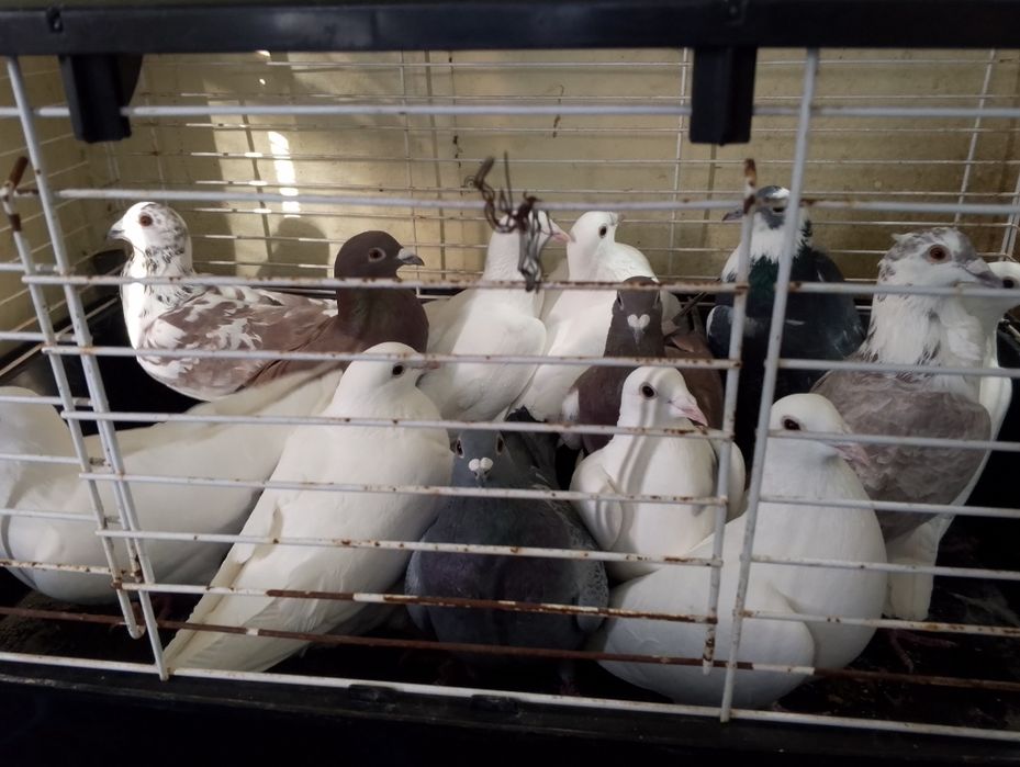 Gołębie pocztowe białe i kolorowe