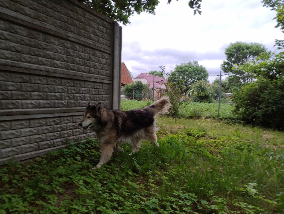 Czester do adopcji