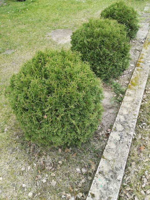 Tuje kule duże średnica 70-90cm transport w cenie
