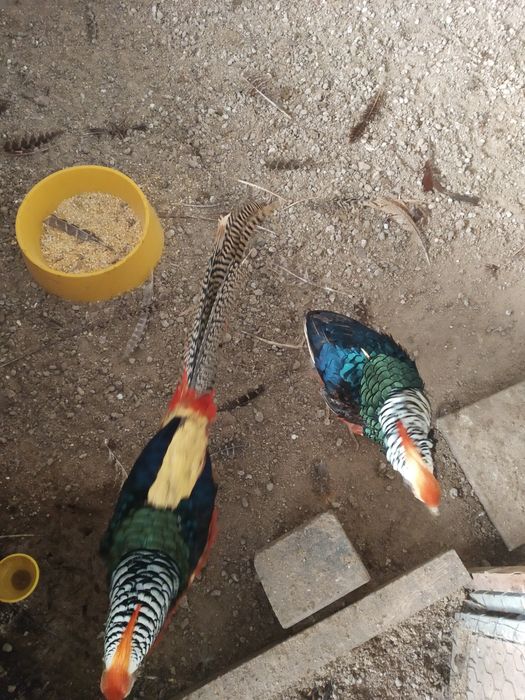Ovos de Pavão galados e de faisões.