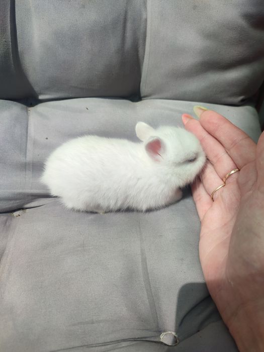 декоративные крольчата