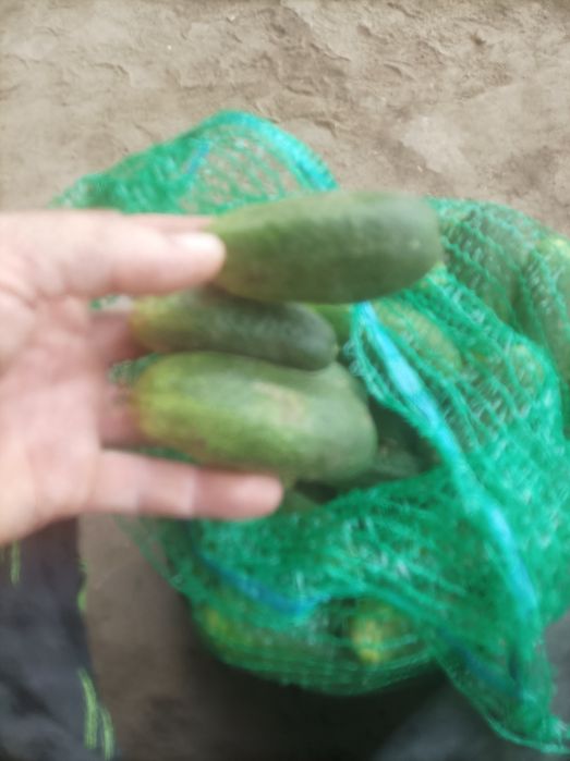 Sprzedam ogórki z własnej plantacji