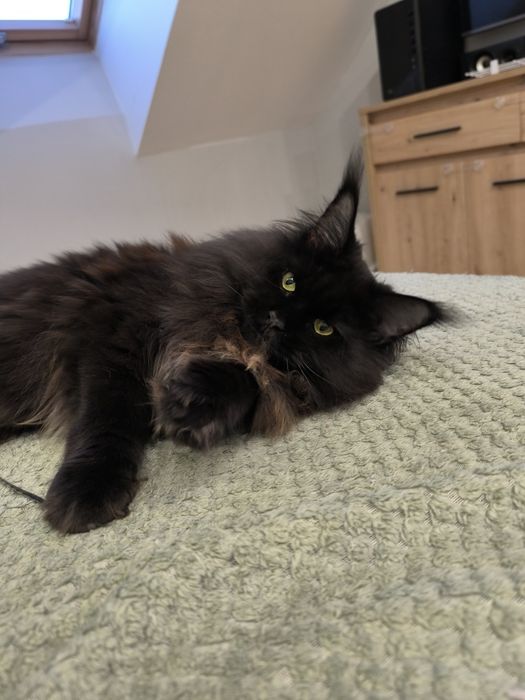 Kotka Maine coon czarny solid
