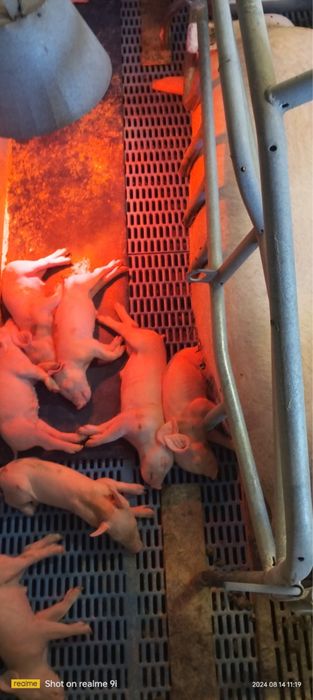 Тест на вагітність свинки, свиноматки