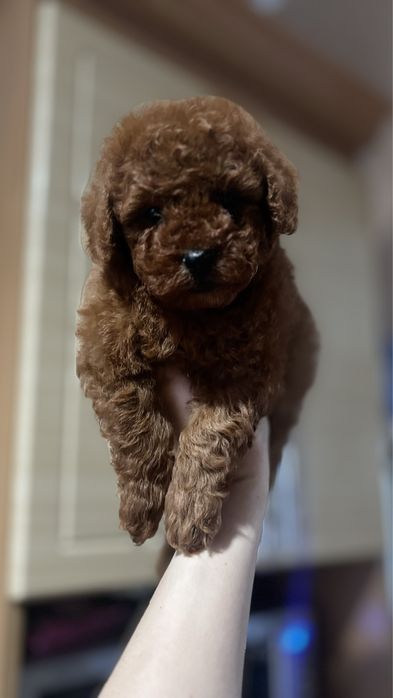 Ляльковий хлопчик пудель