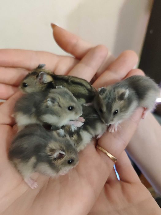 Джунгарик / Джунгарский хомяк , малыши.