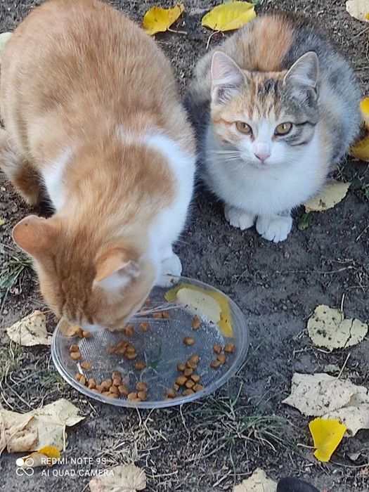 Гарнi котики термiново шукають своїх нових господарiв