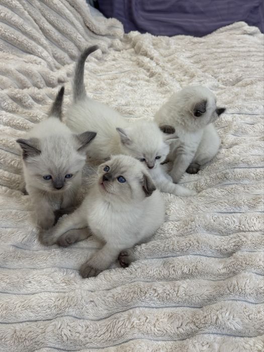 Шотландські висловухі кошенята