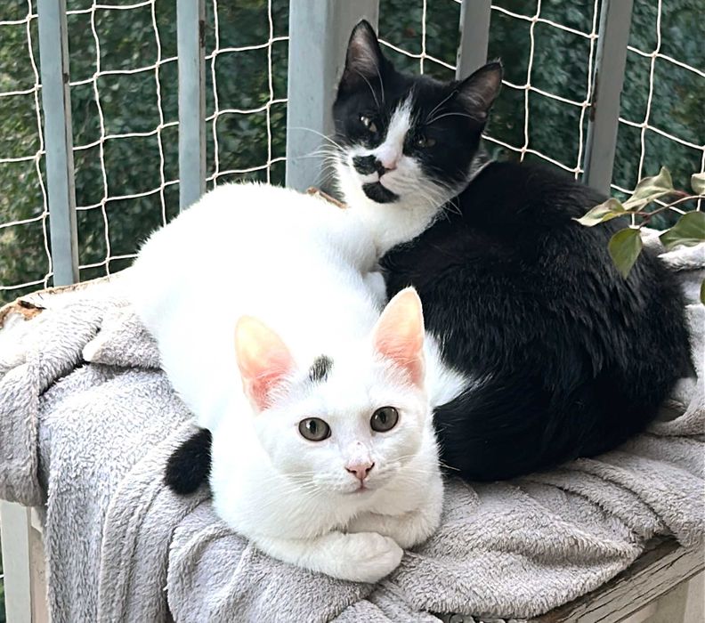 Timon i Pumba - chłopaki do adopcji w dwupaku