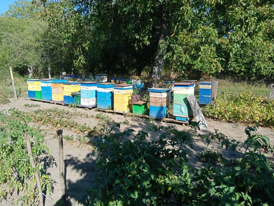 Продам пасіку в Жмеринці.