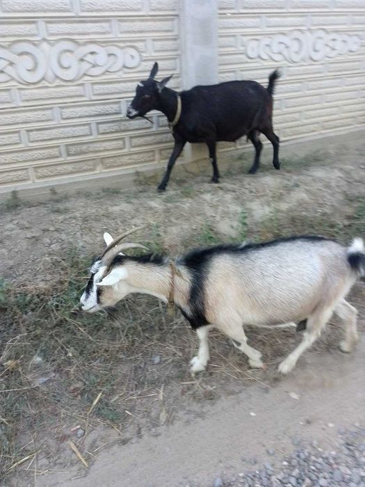 Продам молодих дійних кіз