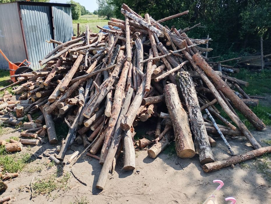 Drzewo sosnowe cięte