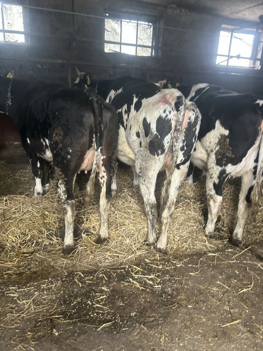 Jałówki cielne REZERWACJA