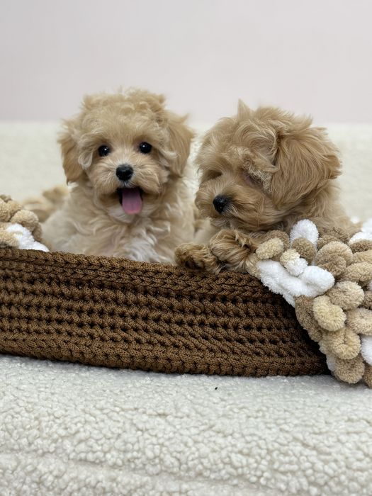 Очаровательные детки Мальтипу !!!